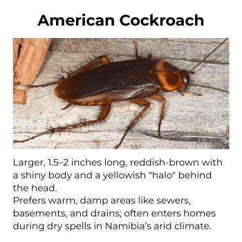 American Cockroach