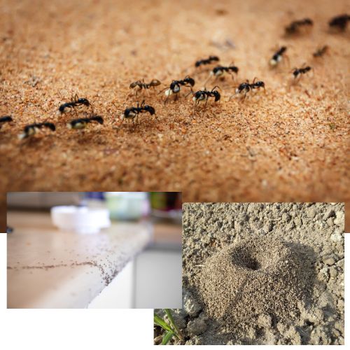 Ant behaviour