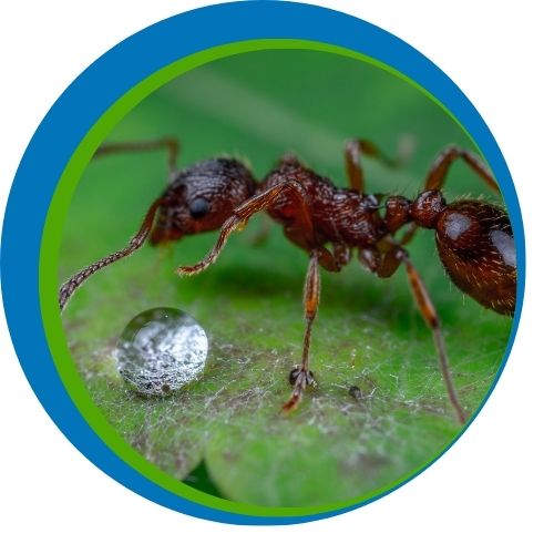 Ant in Namibia with water drop