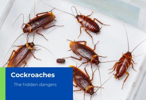 Cockroaches in Namibia
