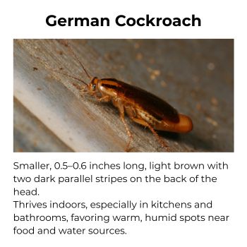 German Cockroach