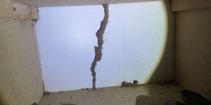 Termite mud tube