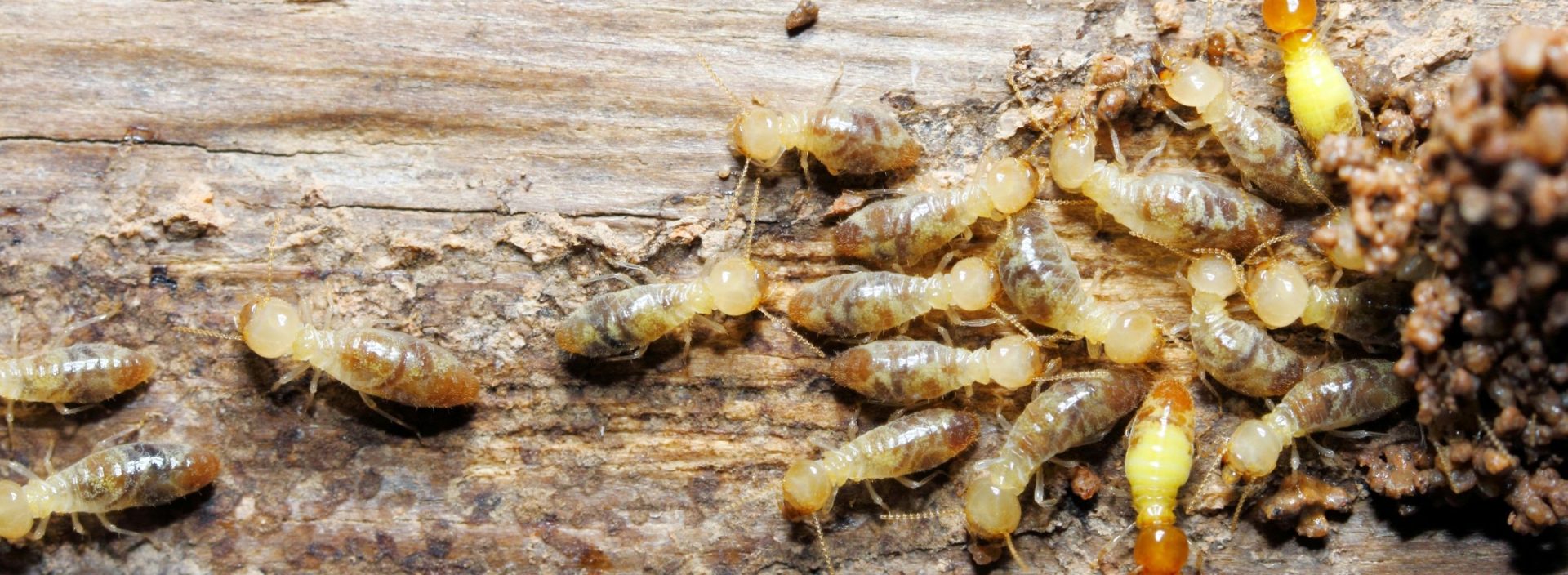 Termites